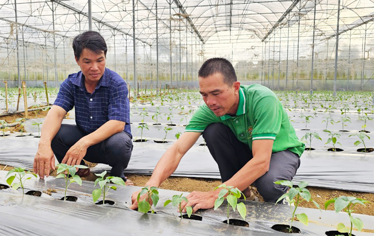 Tham gia các HTX giúp nông dân nâng cao nội lực sản xuất, gia tăng giá trị kinh tế &lpar;Ảnh: BLĐ&rpar;.