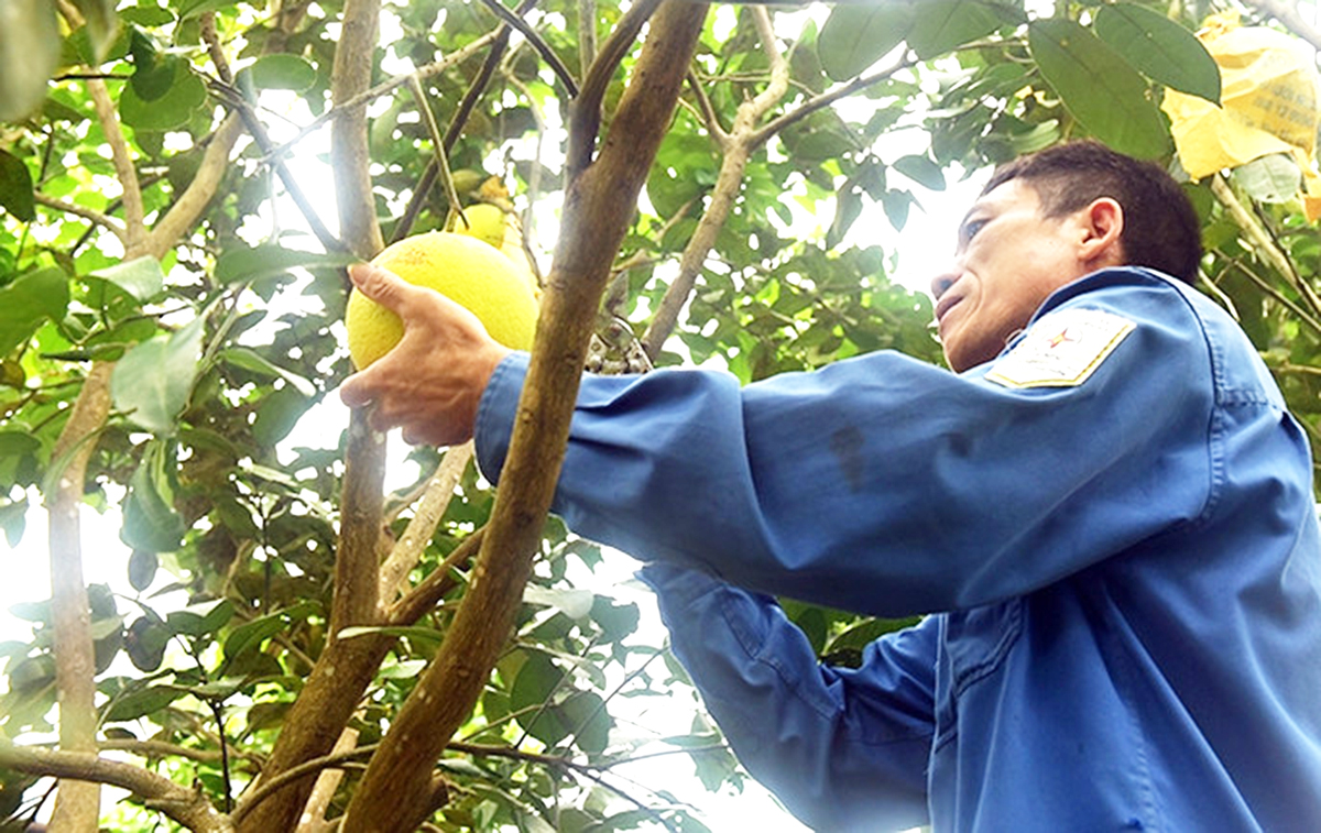 Bưởi Phúc Trạch ở Hương Khê đang vào mùa, dự kiến cho giá trị cao &lpar;Ảnh: BHT&rpar;.