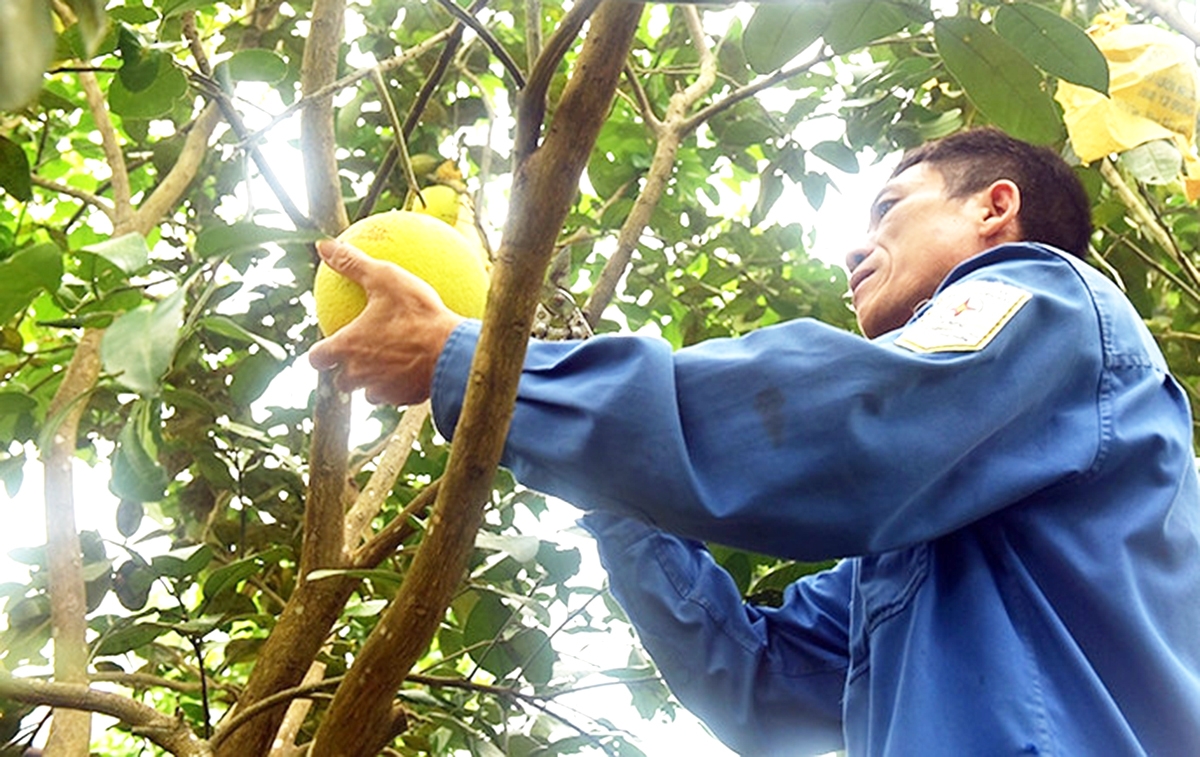 Bưởi Phúc Trạch ở Hương Khê đang vào mùa, dự kiến cho giá trị cao &lpar;Ảnh: BHT&rpar;.