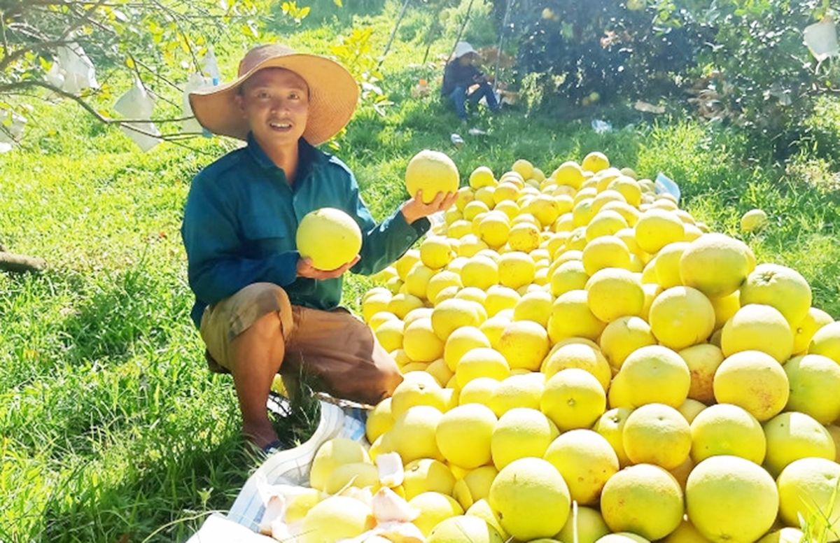 Ngành nông nghiệp địa phương đang đẩy mạnh kết nối thị trường, ổn định giá bán cho nông dân, HTX, tổ hợp tác &lpar;Ảnh: BHT&rpar;.