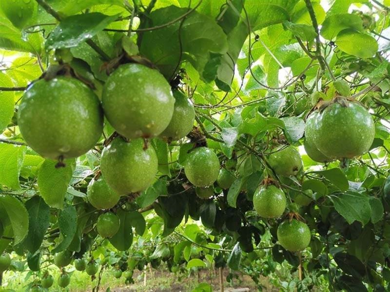 Bộ Nông nghiệp và Phát triển nông thôn và Bộ Nông nghiệp Mỹ đã thống nhất về yêu cầu kỹ thuật đối với chanh leo của Việt Nam.