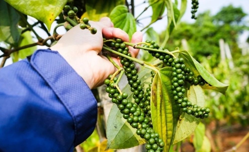 Giá tiêu giảm 500-1000 đồng/kg tại các vùng trồng.