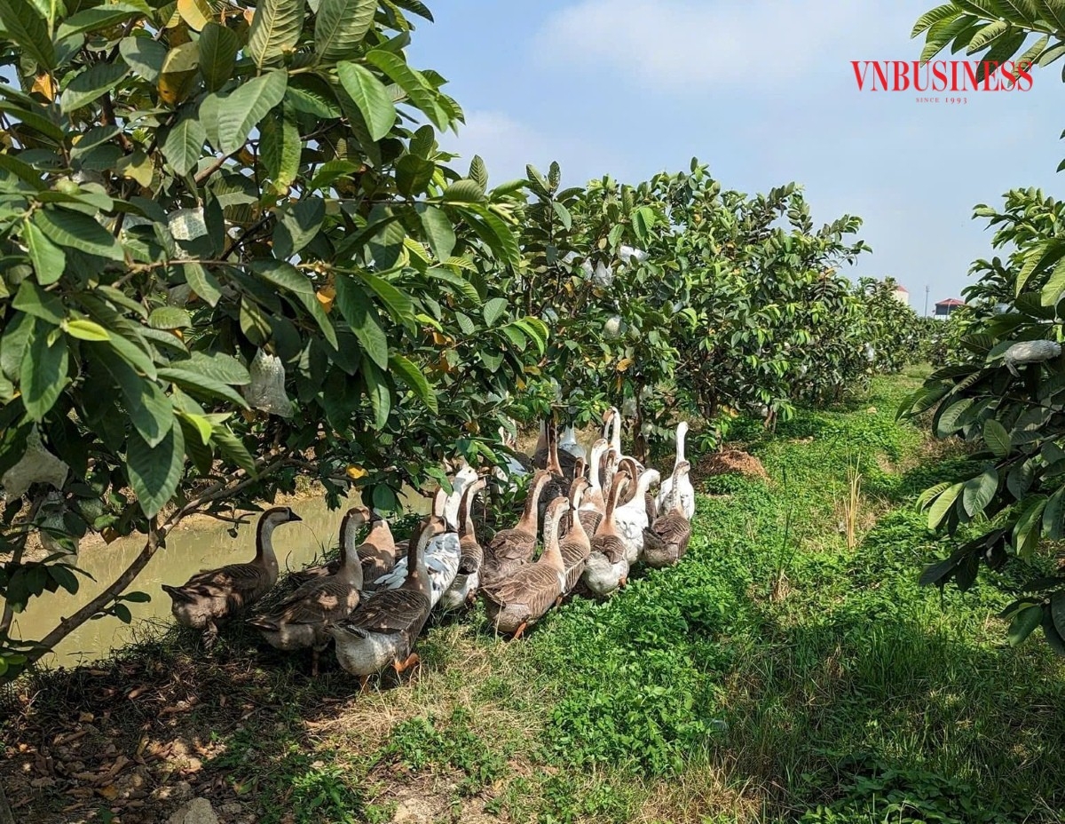 HTX sản xuất trên quy mô diện tích 7 ha cây ăn quả chất lượng cao.