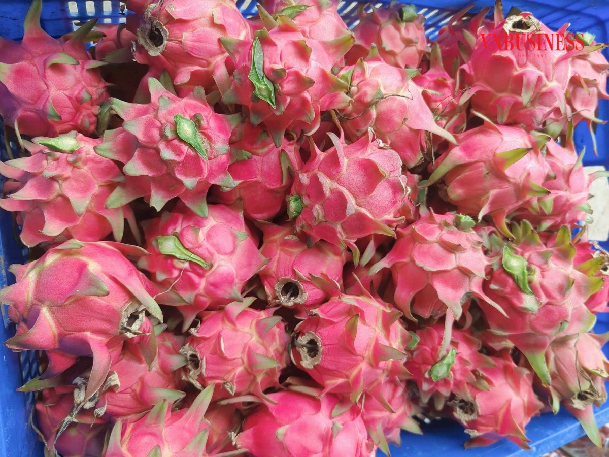 Bình quân mỗi tháng, HTX cung ứng hơn 1,5 tấn quả ra thị trường, giải quyết việc làm ổn định cho nhiều lao động tại địa phương.