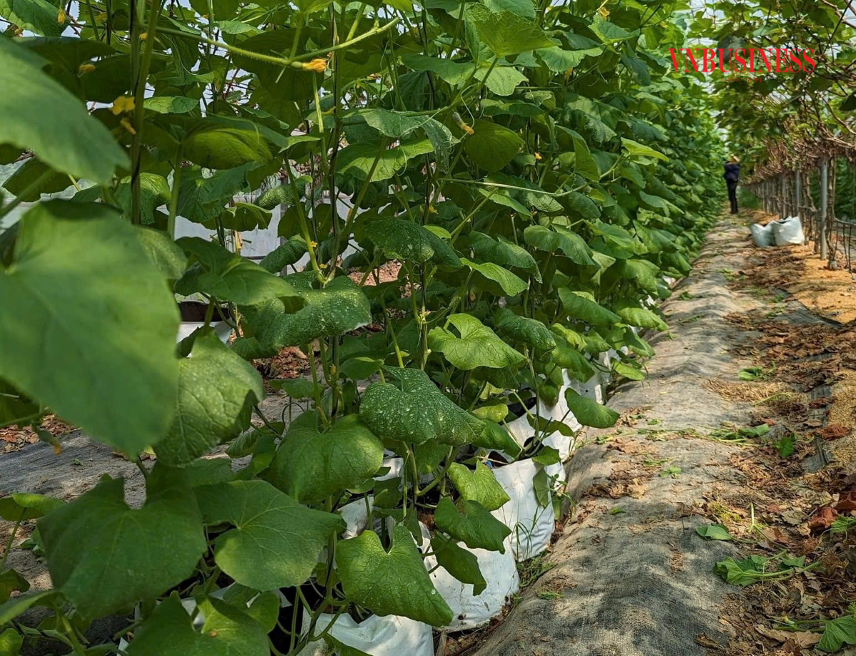 HTX đã xây dựng được hệ thống nhà màng, nhà kính hiện đại, đảm bảo điều kiện tối ưu cho cây trồng phát triển.