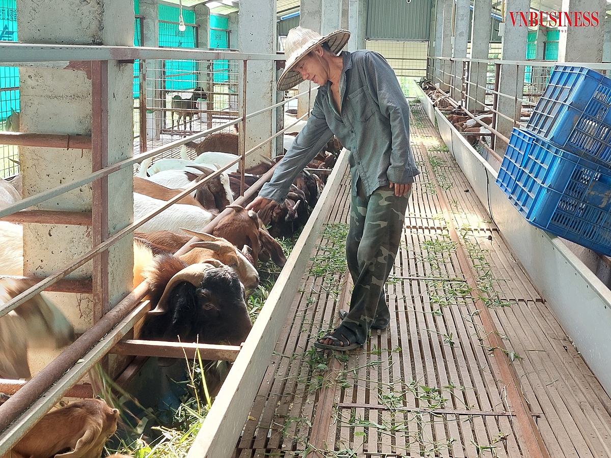 Nhờ âm nhạc mà việc chăm sóc dê nhàn đi rất nhiều.