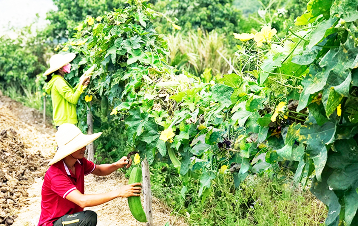 Nông nghiệp kết hợp du lịch sinh thái là hướng đi mở, giàu tiềm năng cho nông dân &lpar;Ảnh: BKH&rpar;.