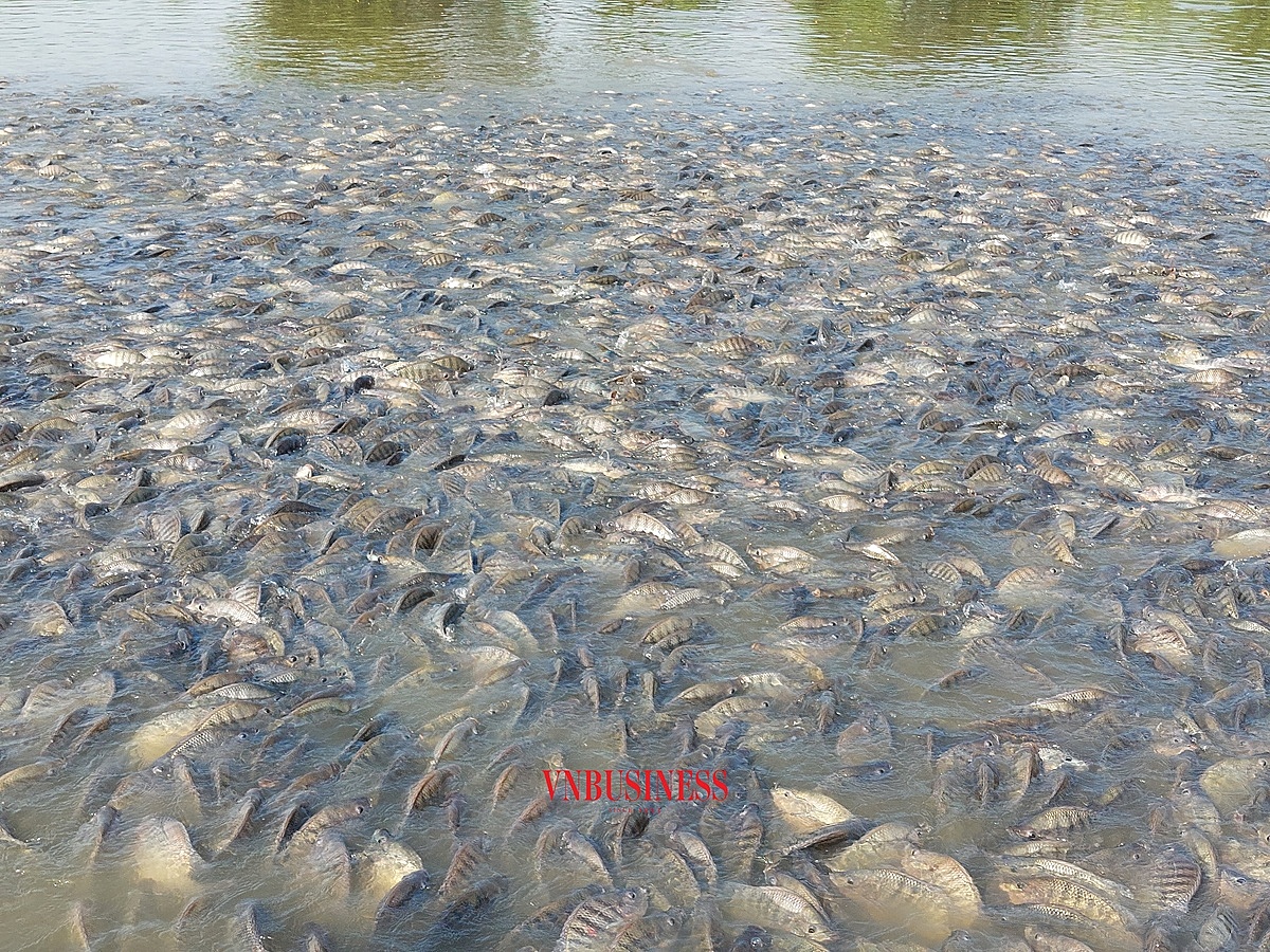 Năm nay, các đầm cá của HTX đều được mùa và được giá.