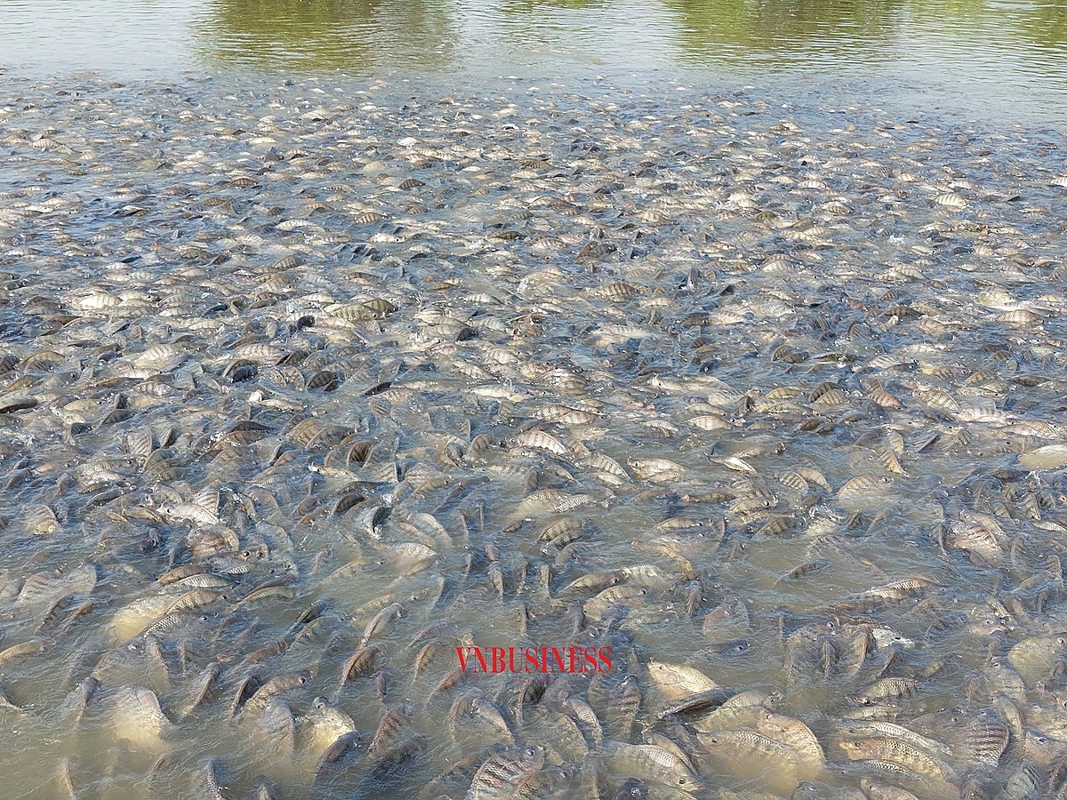 Năm nay, các đầm cá của HTX đều được mùa và được giá.