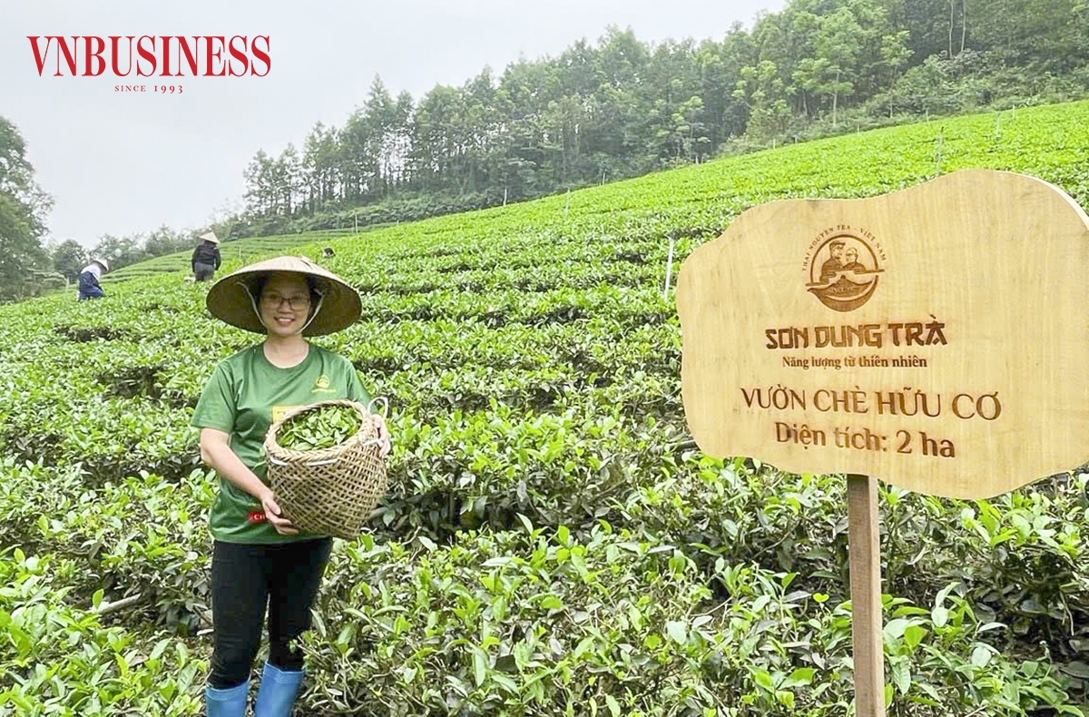 Mở rộng vùng trồng hữu cơ đang là hướng đi của HTX để đáp ứng nhu cầu ngày càng cao của thị trường