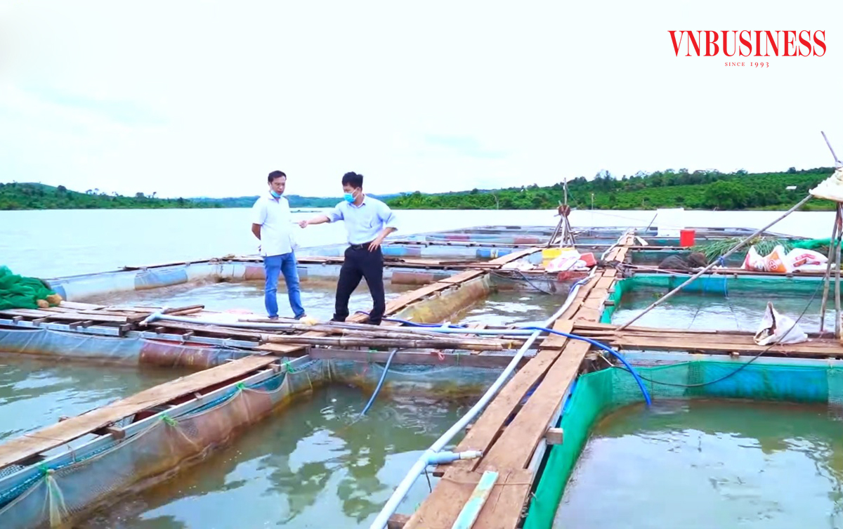 Mô hình nuôi cá lồng đang cho thấy tiềm năng phát triển, mang lại thu nhập cao cho nông dân.