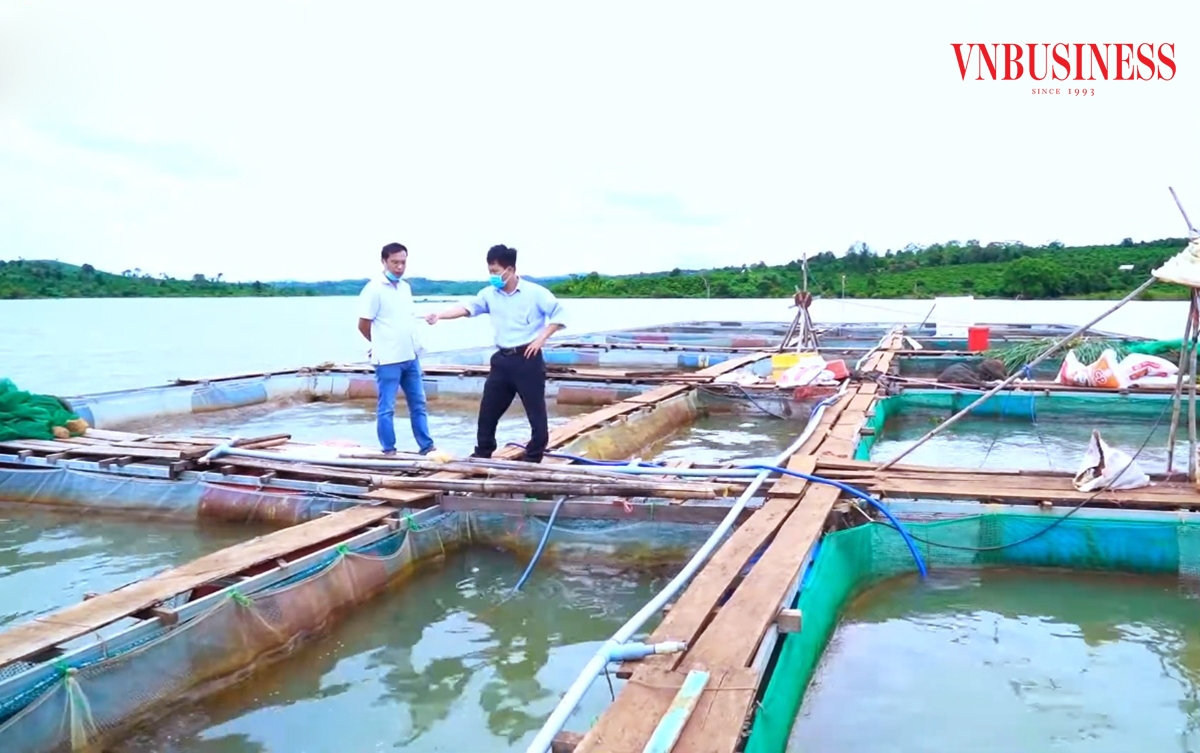 Mô hình nuôi cá lồng đang cho thấy tiềm năng phát triển, mang lại thu nhập cao cho nông dân.