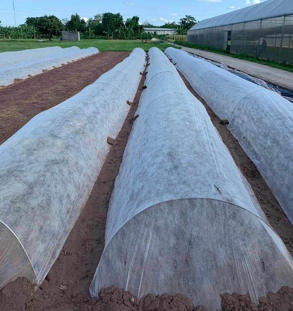Che phủ cho rau màu được HTX Chúc Sơn thực hiện nhằm hạn chế thiệt hại do mưa bão gây ra.