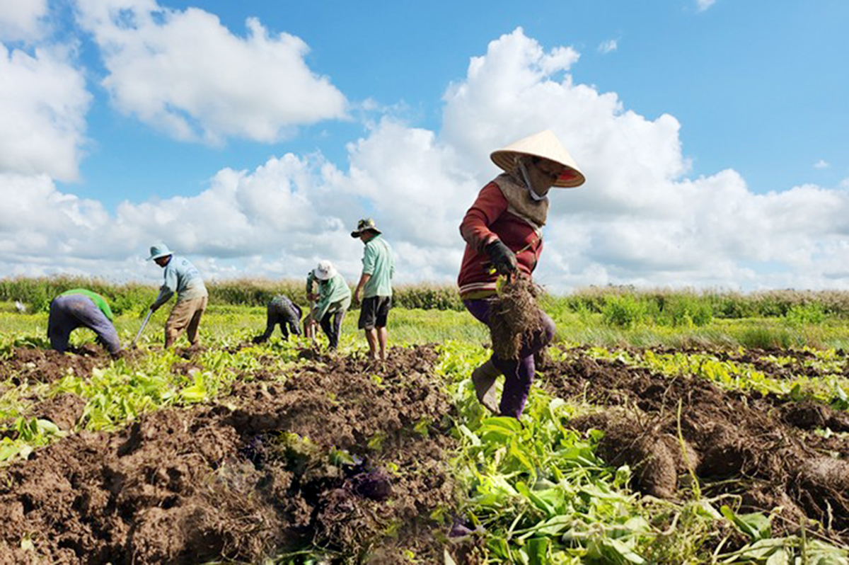 Mô hình trồng khoai đang mang lại thu nhập cao cho nhiều nông dân ở U Minh Thượng &lpar;Ảnh: BKG&rpar;.
