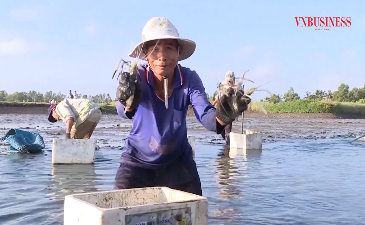 Tư duy sản xuất mới giúp nông dân U Minh Thượng thoát nghèo, làm giàu.
