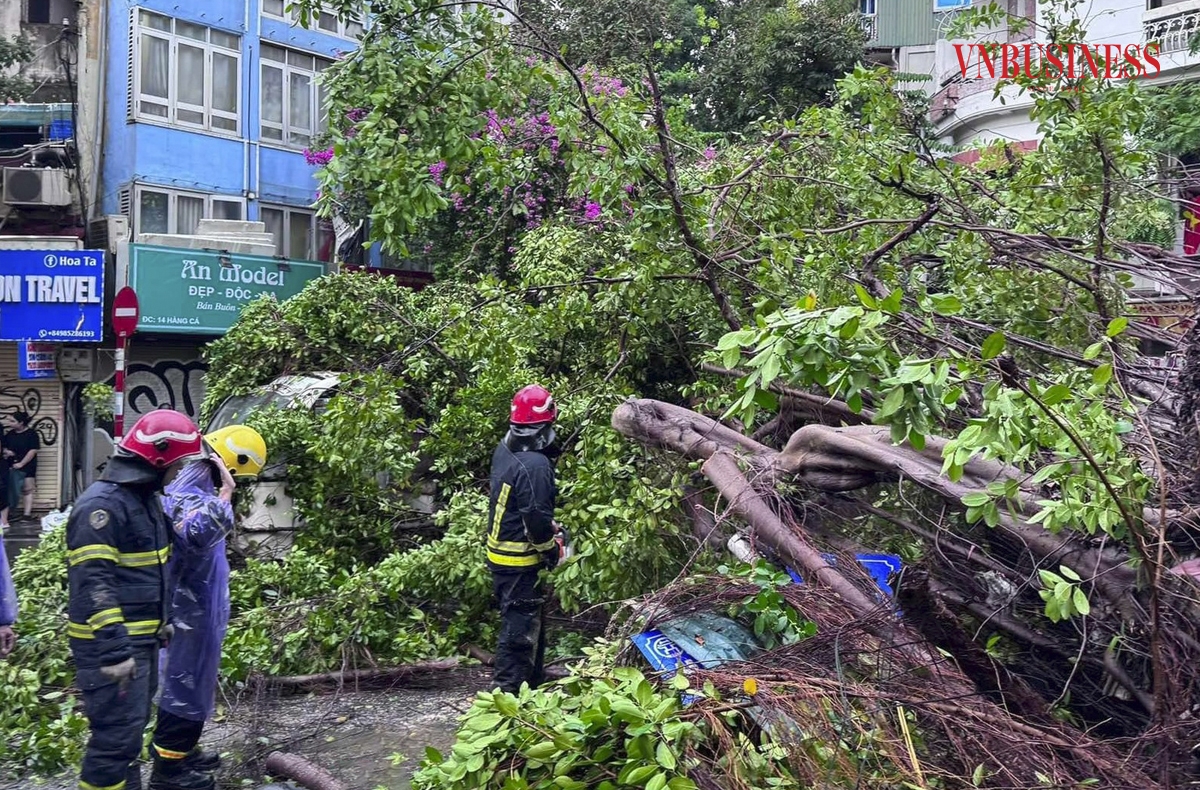 Tại phố Chả Cá &lpar;phường Hàng Bồ, quận Hoàn Kiếm&rpar; cây lớn bật gốc đè vào mảng tường của nhà dân kế bên.