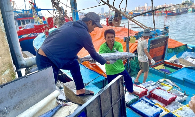 Gỡ thẻ vàng IUU: Còn chần chừ sẽ thiệt đơn, thiệt kép