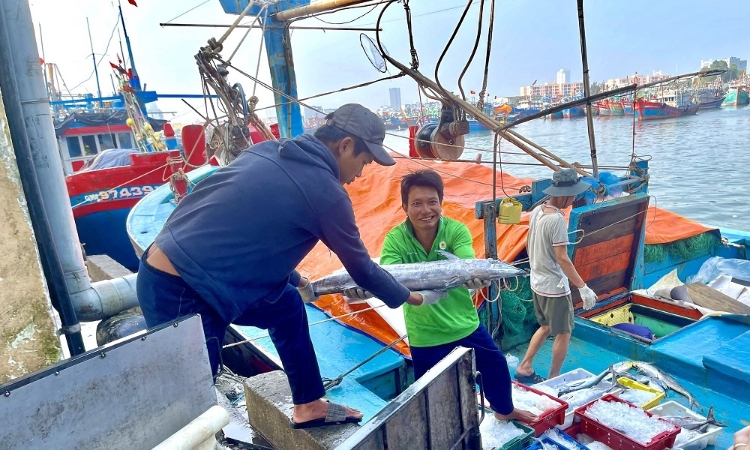 Gỡ thẻ vàng IUU: Còn chần chừ sẽ thiệt đơn, thiệt kép