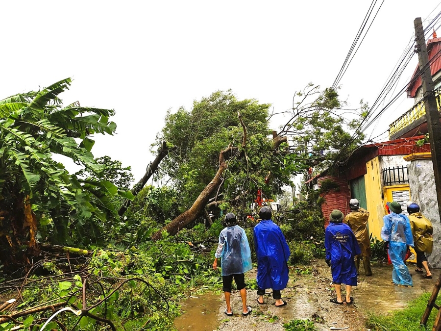 Xử lý cây xanh gẫy đổ chắn ngang đường tại xã Thụy Bình, huyện Thái Thụy, Thái Bình. Ảnh: TT