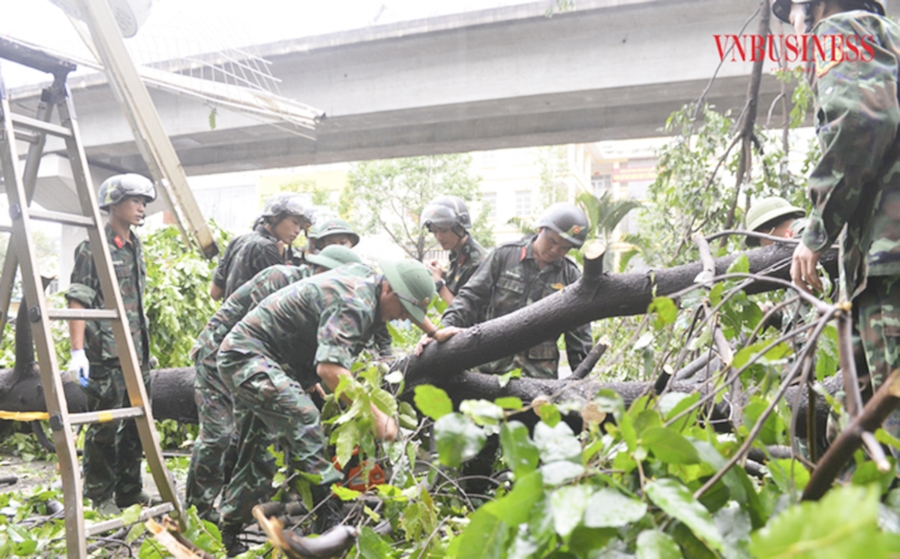Hà Nội lên phương án xử lý cây xanh bị ngã đổ, sẽ chủ động bảo tồn các cây xanh quý hiếm.