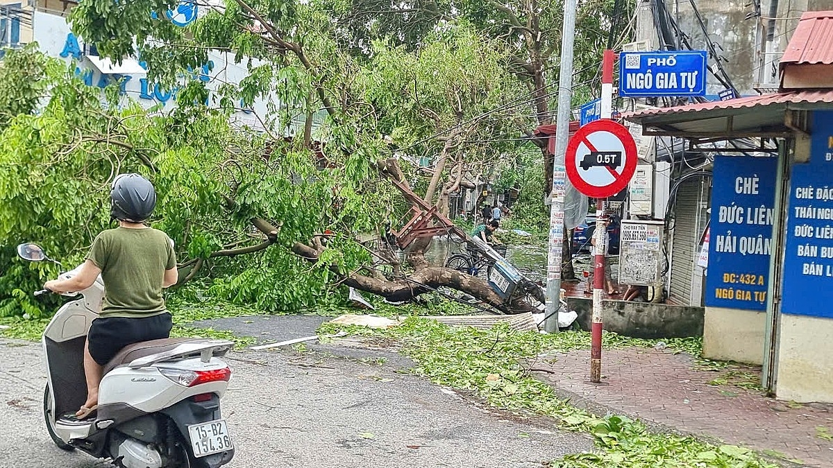 Cây đổ chắn đường giao thông ở nhiều tuyến phố Hải Phòng.