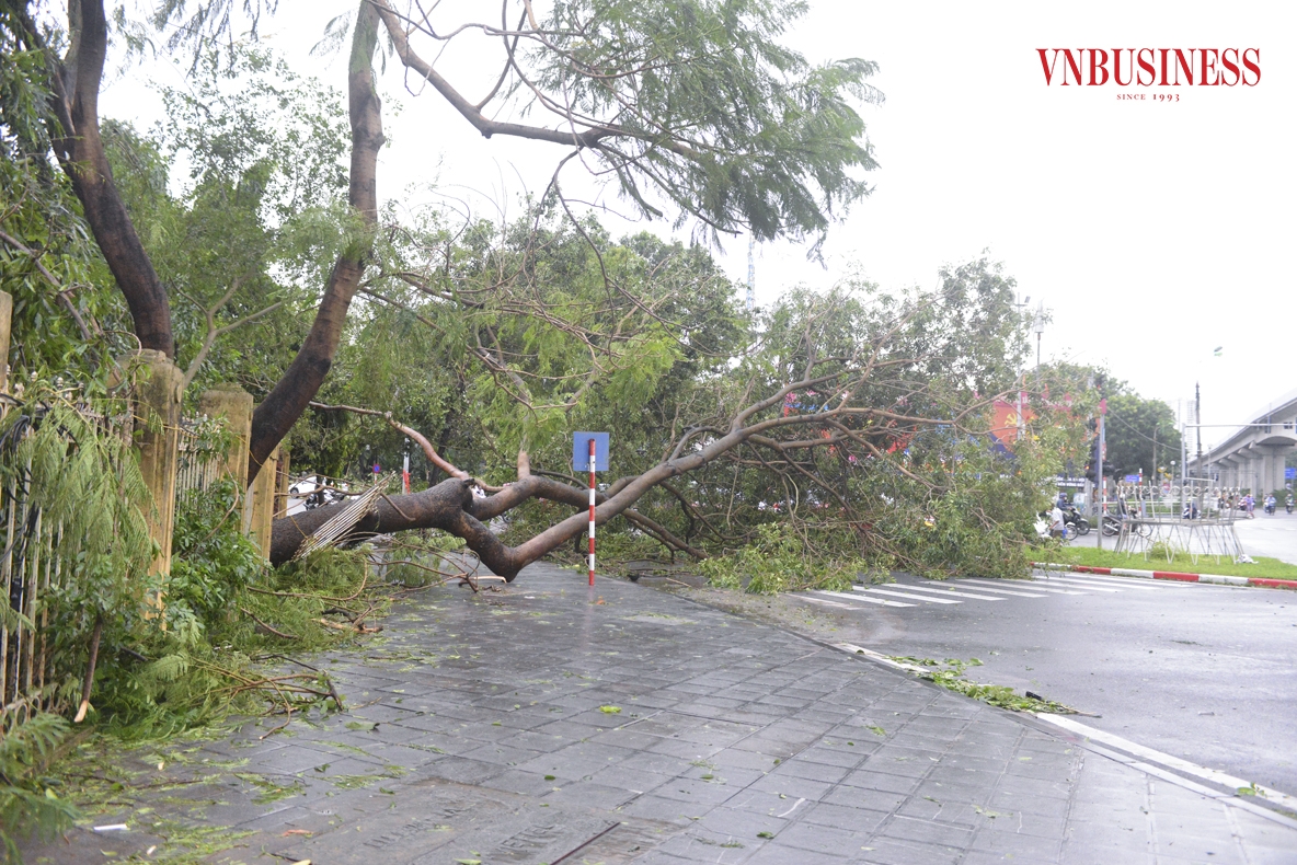 Cây cối đổ ngã trên nhiều tuyến phố đã gây cản trở, ảnh hưởng đến việc đi lại của người dân và các phương tiện giao thông.