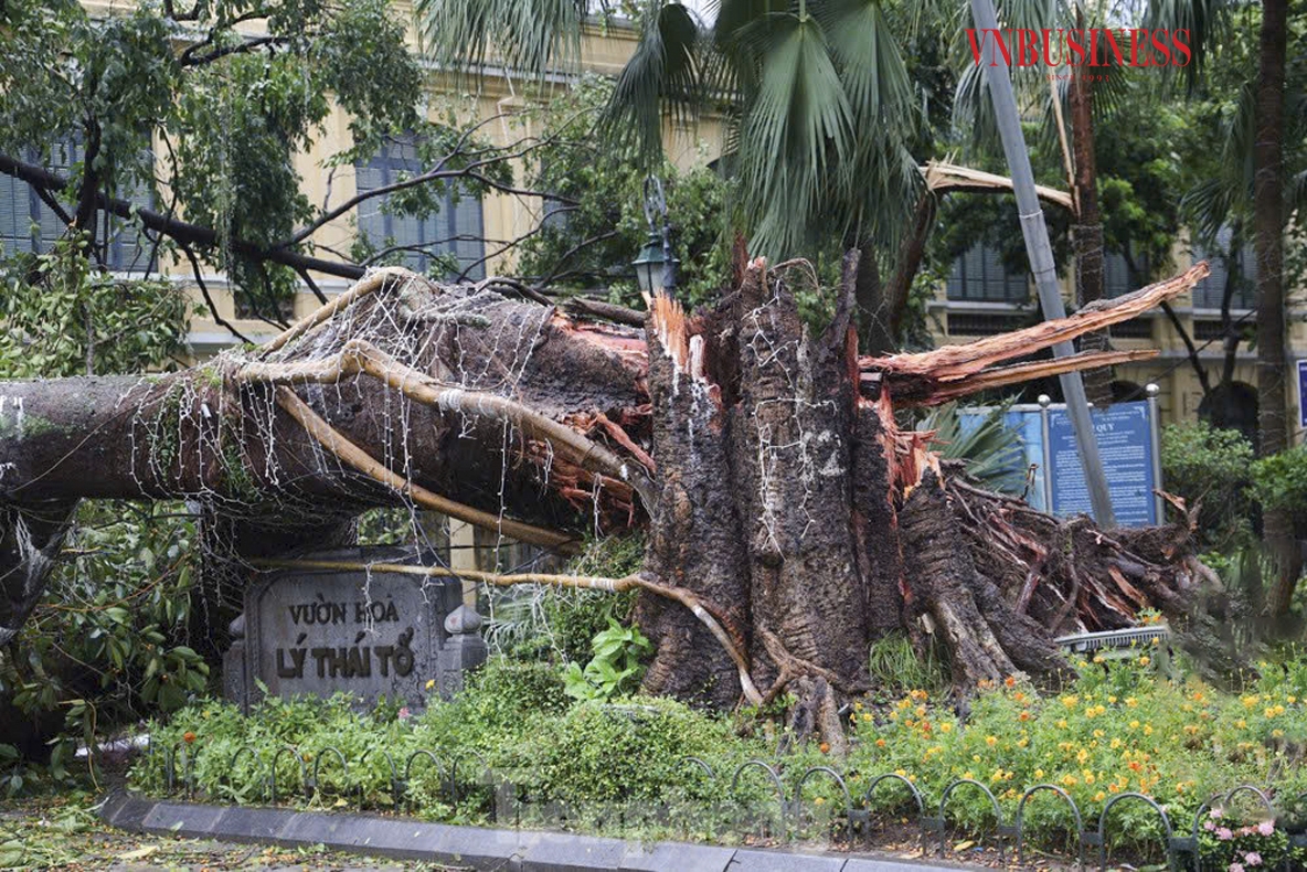 Nhiều cây cổ thụ tại các địa danh nổi tiếng ở Hà Nội đã không thể chịu đựng nổi sức tàn phá mạnh mẽ của cơn bão.