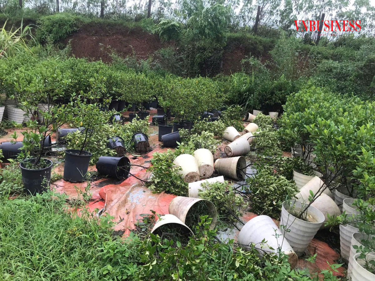 Vườn cây cảnh tại HTX cây cảnh Phụng Công &lpar;Hưng Yên&rpar; sau bão.