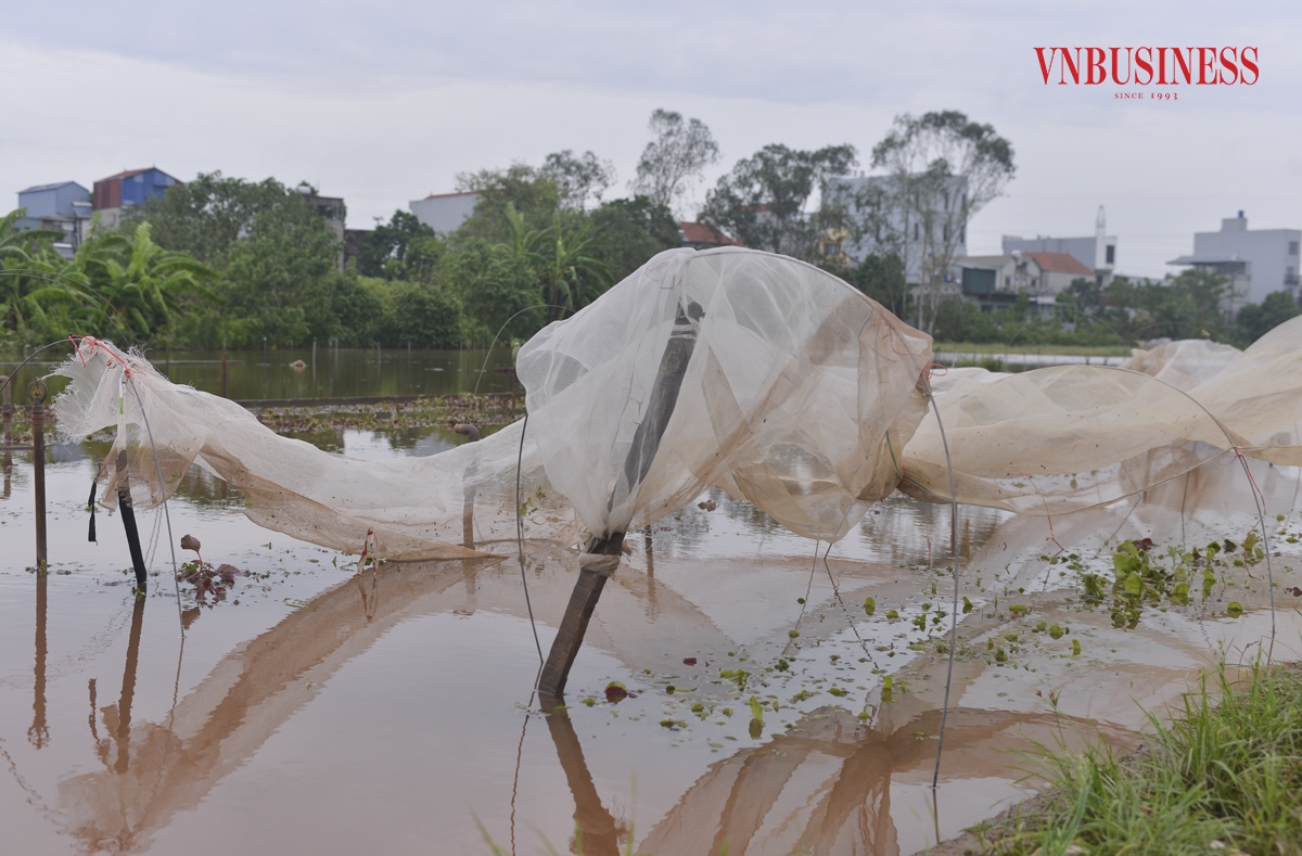 Cơn bão số 3 &lpar;Yagi&rpar; đã đi qua nhưng để lại hậu quả nghiêm trọng cho nhiều địa phương. Ảnh hưởng không chỉ dừng lại ở đời sống người dân mà còn gây thiệt hại đáng kể về mặt kinh tế, đặc biệt là đối với người nông dân, những người trực tiếp làm nông nghiệp.