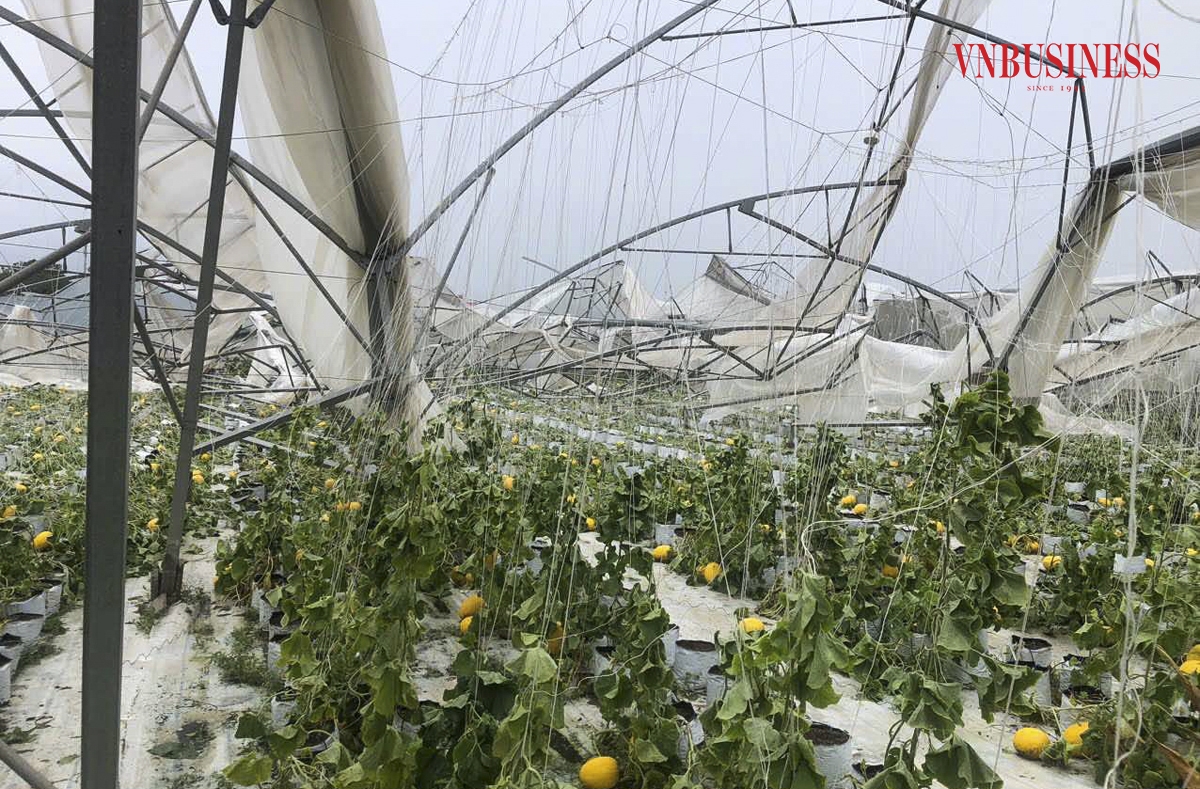 Chị Nguyễn Thị Hòa, Giám đốc Hợp tác xã, cho biết toàn bộ tài sản của họ đã bị phá hủy hoàn toàn trước mắt, với tổng thiệt hại ước tính lên tới gần 3 tỷ đồng.