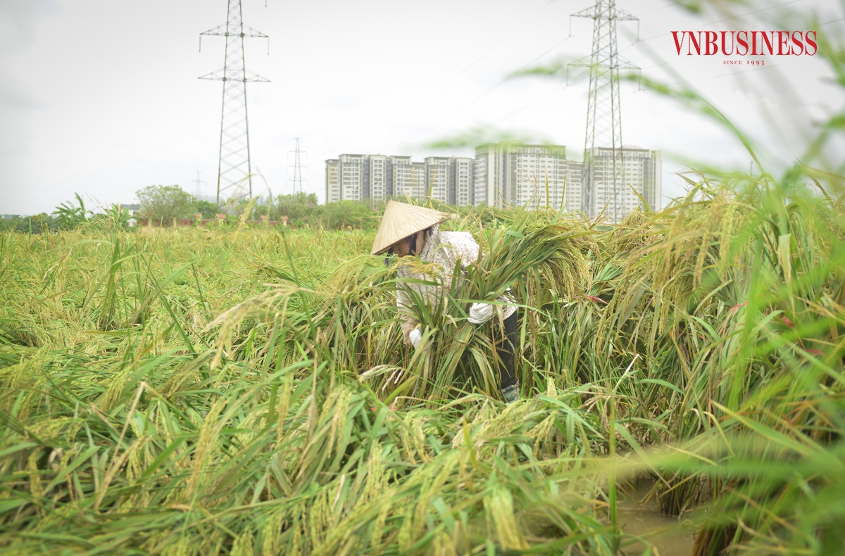 Bà Nguyễn Thị Thơm, thành viên Hợp tác xã Nông nghiệp Tam Hưng, chia sẻ: “Gia đình tôi trồng hơn 4 sào lúa giống bắc thơm số 7. Bão đã làm gãy đổ gần một nửa diện tích. Giờ chúng tôi chỉ còn cách cố gắng khắc phục tối đa những gì có thể.”