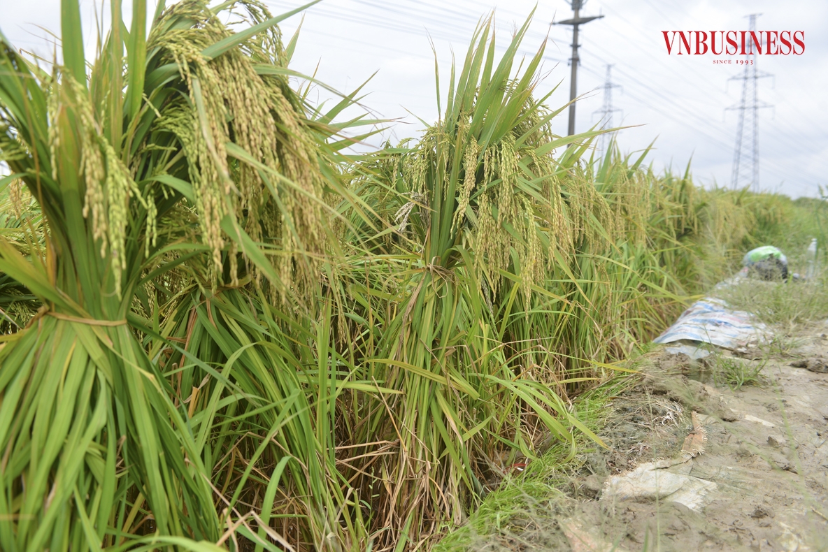 Hiện tại, khi mùa thu hoạch lúa đang cận kề, bà con nông dân đang tích cực khắc phục hậu quả sau bão bằng cách buộc lúa thành từng khóm để giảm thiểu thiệt hại.