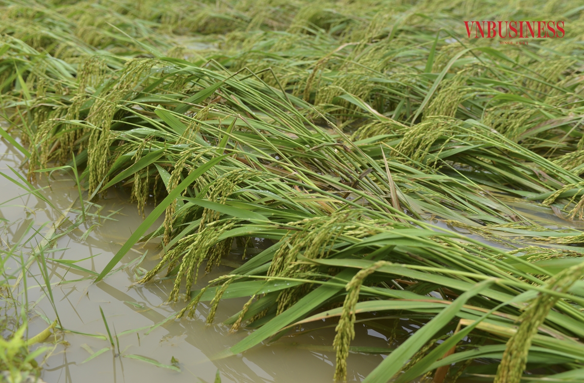 Theo báo cáo từ Bộ Nông nghiệp và Phát triển Nông thôn, bão Yagi đã gây ngập úng trên diện tích 11.746 ha hoa màu, với các tỉnh chịu thiệt hại nặng nề bao gồm Hải Phòng &lpar;1.600 ha&rpar;, Nam Định &lpar;2.500 ha&rpar;, Thái Bình &lpar;3.345 ha&rpar;, Hưng Yên &lpar;493 ha&rpar;, Hải Dương &lpar;1.600 ha&rpar;, Hà Nam &lpar;432 ha&rpar;, Bắc Giang &lpar;259 ha&rpar;, Bắc Ninh &lpar;555 ha&rpar;, Thanh Hóa &lpar;173 ha&rpar;, Nghệ An &lpar;122 ha&rpar; và Vĩnh Phúc &lpar;456 ha&rpar;. Ngoài ra, 6.902 ha cây ăn quả cũng bị ảnh hưởng đáng kể, trong đó Hải Phòng là nơi chịu tổn thất nghiêm trọng nhất với 2.200 ha, tiếp theo là Thái Bình &lpar;1.385 ha&rpar;, Hưng Yên &lpar;1.841 ha&rpar;, Hải Dương &lpar;600 ha&rpar; và Nghệ An &lpar;798 ha&rpar;. Phạm Hòa