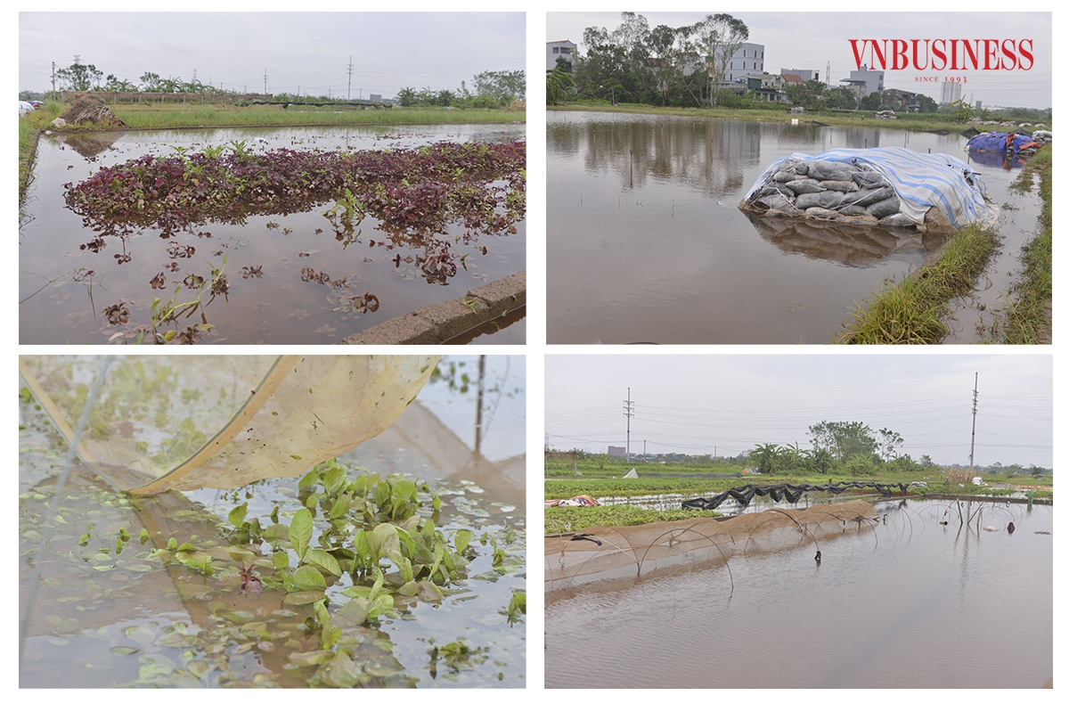 Ghi nhận của Pv VnBusiness tại HTX Nông nghiệp Dịch vụ Tổng hợp Chúc Sơn, phần lớn diện tích trồng rau màu của HTX bị ngập sâu trong nước.