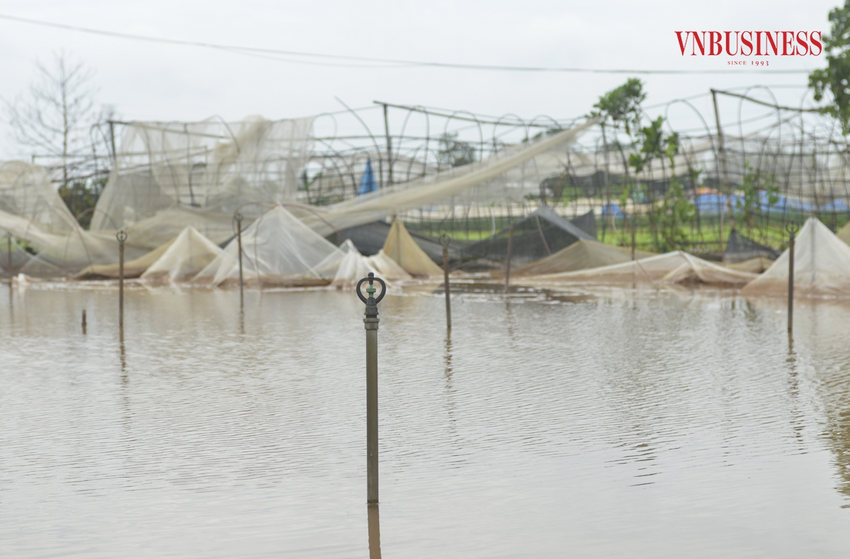 Mặc dù HTX đã có các biện pháp chuẩn bị để ứng phó với thời tiết cực đoan, như khơi thông mương rãnh để đảm bảo thoát nước nhanh, nhưng lượng mưa lớn kèm theo gió mạnh đã khiến phần lớn diện tích rau màu của họ bị ngập trong biển nước.