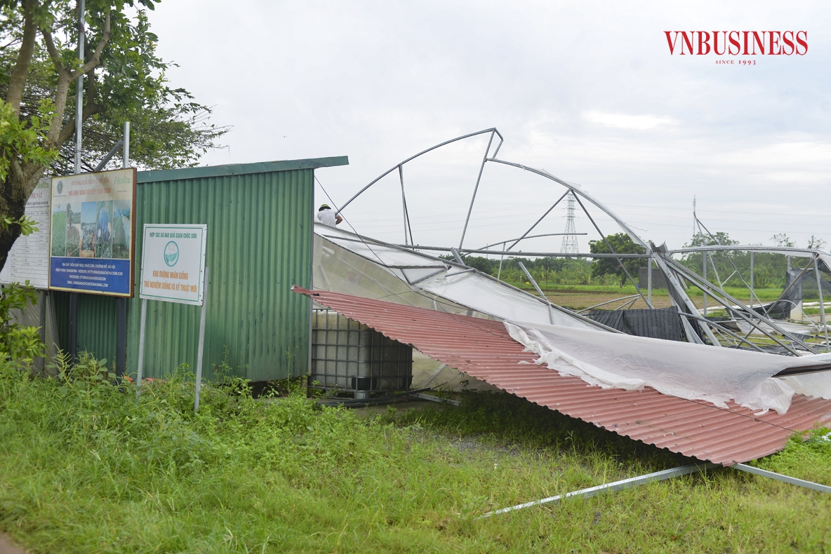 Hợp tác xã rau quả sạch Chúc Sơn, một trong những đơn vị sản xuất rau an toàn hàng đầu với gần 18ha đất canh tác áp dụng công nghệ tiên tiến, đã chịu ảnh hưởng nặng nề từ cơn bão.