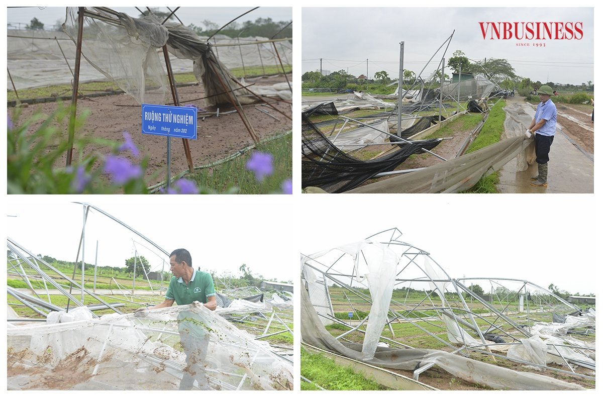 Toàn bộ cơ sở hạ tầng của hợp tác xã đã bị gió quật đổ, các loại rau quả bị đổ gãy nát hoặc ngập trong nước.