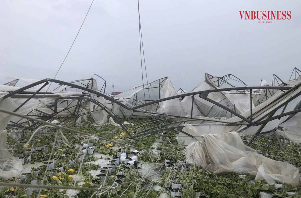 Tình trạng tương tự cũng xảy ra với Hợp tác xã rau quả sạch Chúc Sơn và Hợp tác xã Nông sản sạch Toàn Thắng tại TP Bắc Giang, cả hai đều chịu cảnh màn trời chiếu đất sau bão.