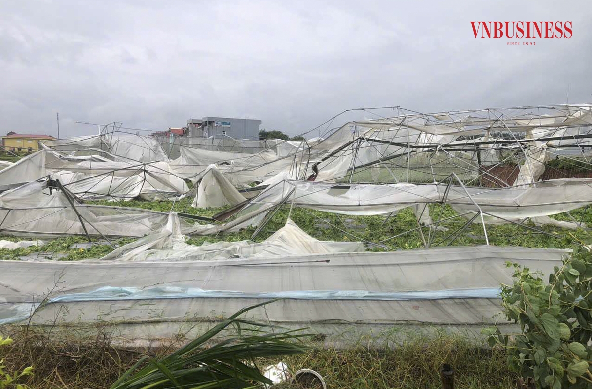 Cơn bão số 3 đã phá hủy hơn 6.000m2 nhà lưới công nghệ cao trồng dưa và rau an toàn, cũng như trên 1 hecta diện tích trồng nho.