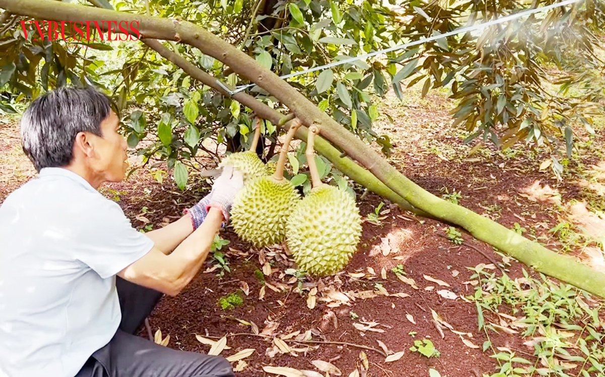 Việc sầu riêng đông lạnh có visa chính ngạch sang Trung Quốc mở ra nhiều cơ hội cho người trồng sầu riêng.