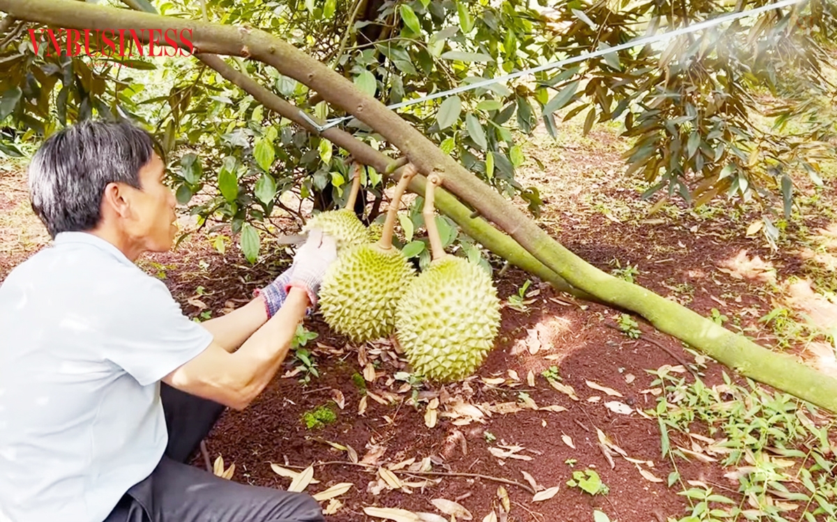 Việc sầu riêng đông lạnh có visa chính ngạch sang Trung Quốc mở ra nhiều cơ hội cho người trồng sầu riêng.