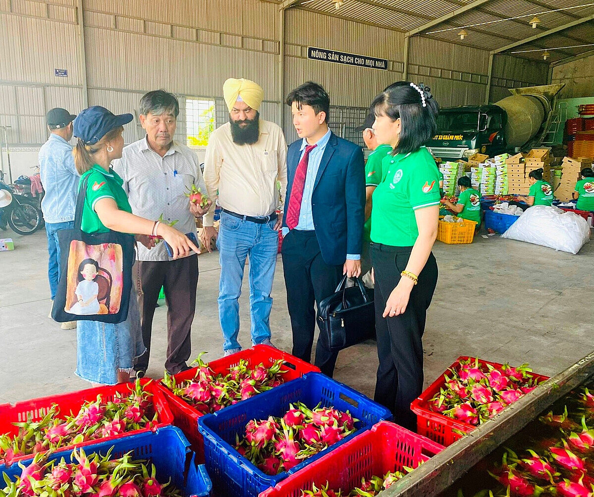 Khách hàng Ấn Độ sang thăm vùng trồng và cơ sở xử lý thanh long của HTX Thuận Tiến.