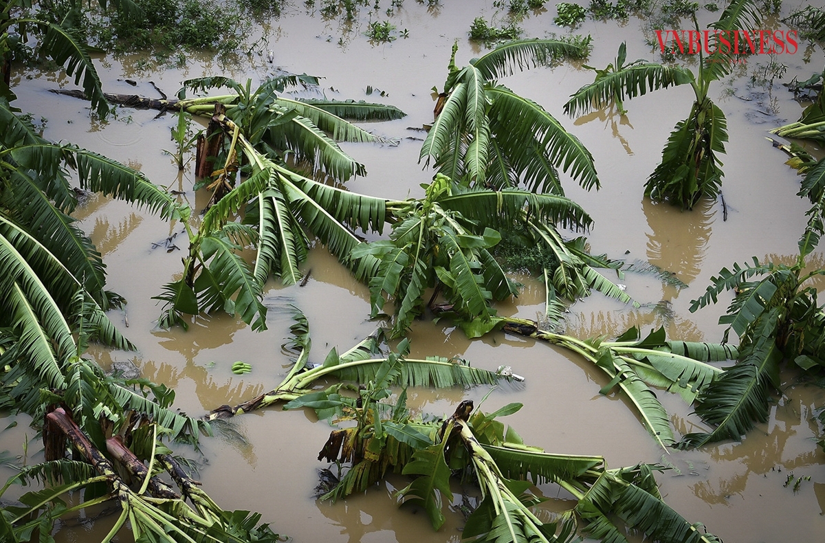 Bãi giữa sông Hồng cũng là nơi người dân trồng nhiều loại cây ăn quả, rau màu, tất cả bị gãy dập và chìm sâu trong nước.