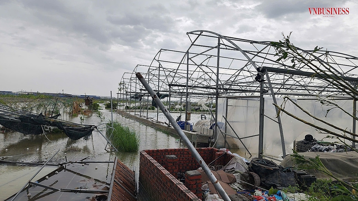 Tại HTX Nông trại vui vẻ, nước vẫn còn ngập cao khiến hơn 200 cây ăn quả không thể cứu được.