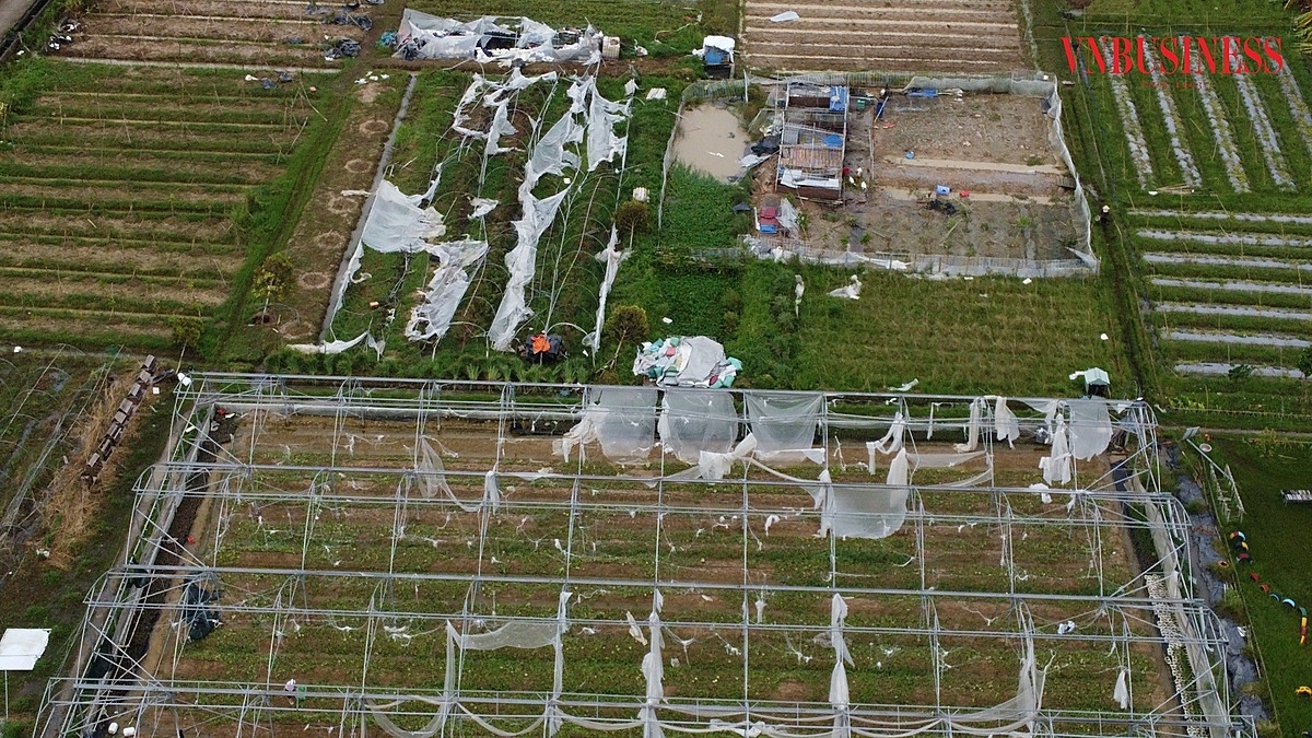 Hệ thống nhà lưới của HTX Nông trại vui vẻ sau bão.