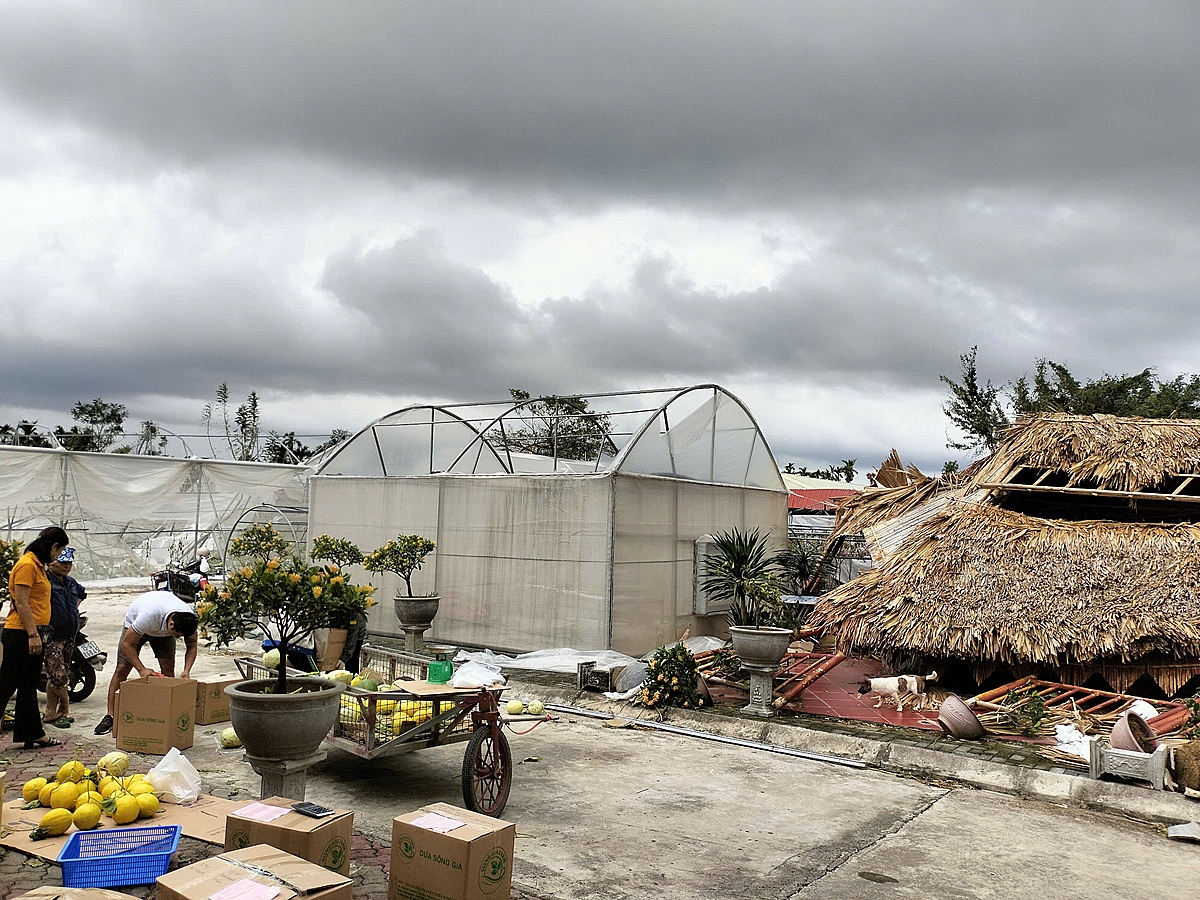 Sau mưa bão, 3 tấn dưa vàng của HTX đã được giải cứu.