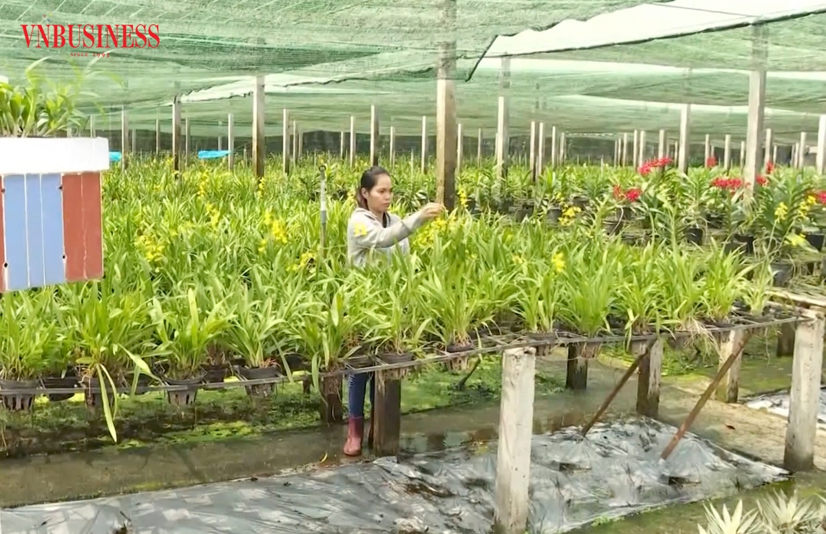 Làm nông nghiệp kết hợp du lịch giúp nông dân Củ Chi nâng cao thu nhập.