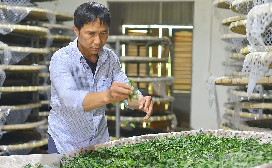 Trồng dâu, nuôi tằm theo mô hình HTX đang tạo việc làm và thu nhập ổn định cho hàng nghìn lao động.