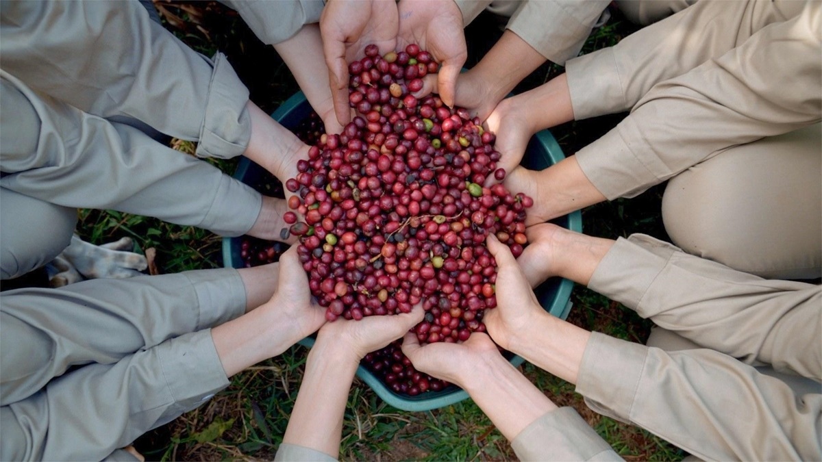 Giá cà phê đồng loạt tăng 2.000 đồng/kg.