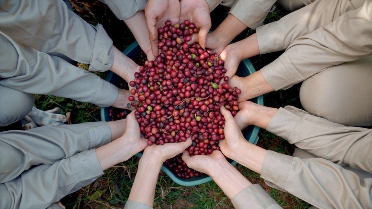Giá cà phê đồng loạt tăng 2.000 đồng/kg.